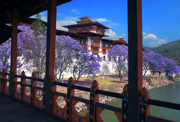 Jarcanda trees at the dzong