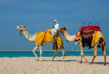 Camels in Dubai