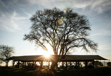 tree over camp