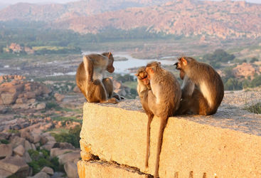 Hampi Monkeys, Karnataka