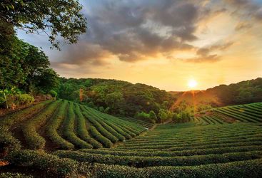Eastern India tea plantations