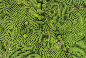Aerial shot of Indian Darjeeling tea