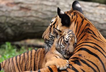 Mother and daughter tiger