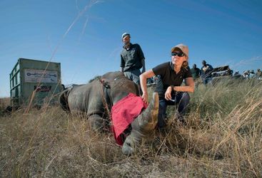Vet with rhino