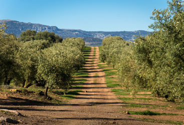 Andalusia vineyard