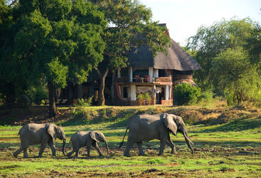 elephant walking house