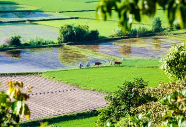 Rice field in Chau Doc