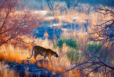 Tiger in Ranthambore National Park