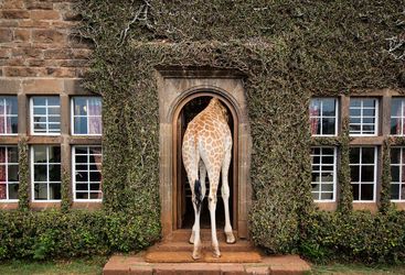 Giraffe in the doorway