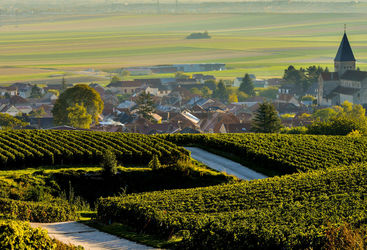 Champagne vineyards in Marne department