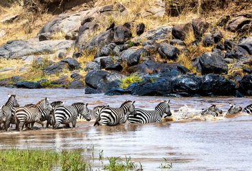 Zebra herd crossing Mara river