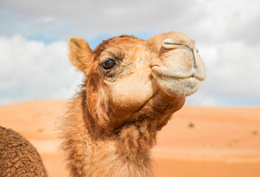 Oman camel