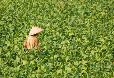 Laos plantations