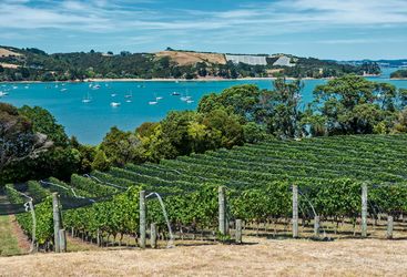 Waiheke Vineyards