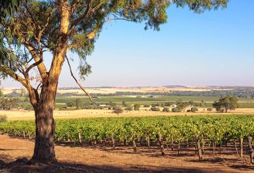 Barossa Valley