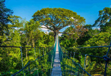 Suspended bridge in an Amazonian Canopy