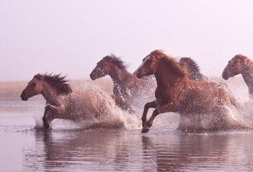 horses running through a river