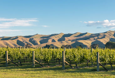 vineyard in blenheim new zealand