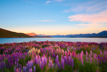 lake tekapo canterbury new zealand