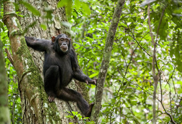 chimp resting uganda