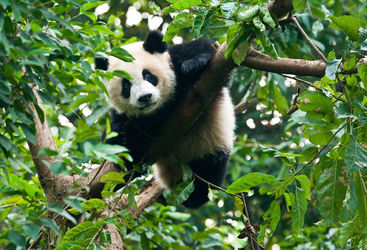 Giant Panda