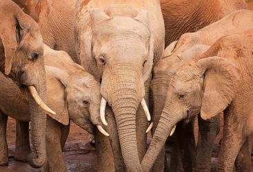 Elephants in South Africa