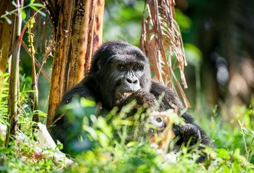 Gorilla Uganda