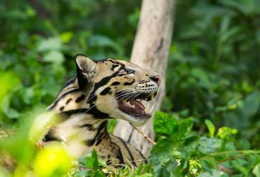 cloud leopard asia