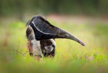 giant anteater