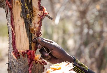hadzabe man collecting honey tanzania