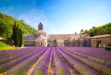 provence lavender fields