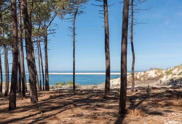 Trees Arcachon France