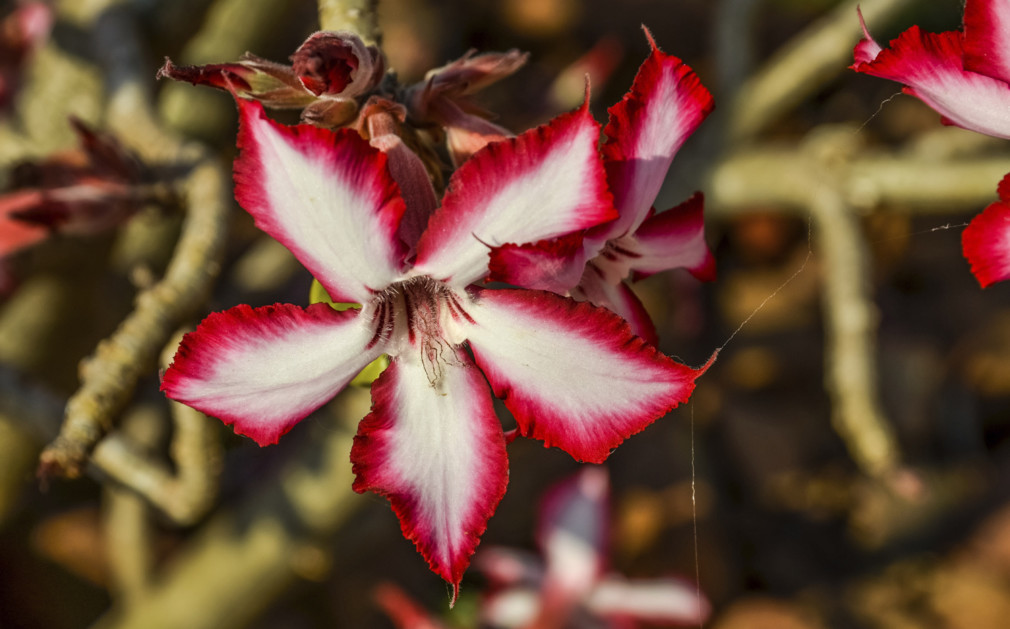 Luxury Holidays Zambia Scenic Safari & Adventure Holidays