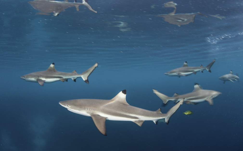 Luxury Holidays Papua New Guinea Adventure Holidays