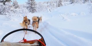 Husky Sled in Finnish Lapland