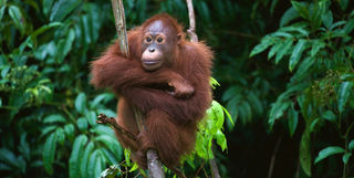 Orangutan in tree