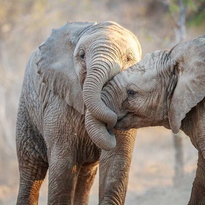 Baby elephants