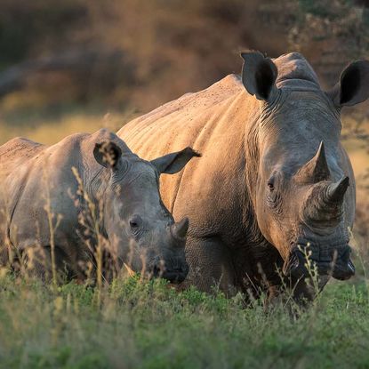 Rhinos in the grass