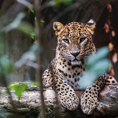 Sri Lankan leopard