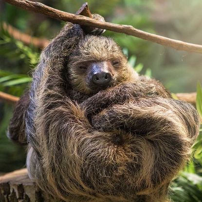 Sloth sleeping