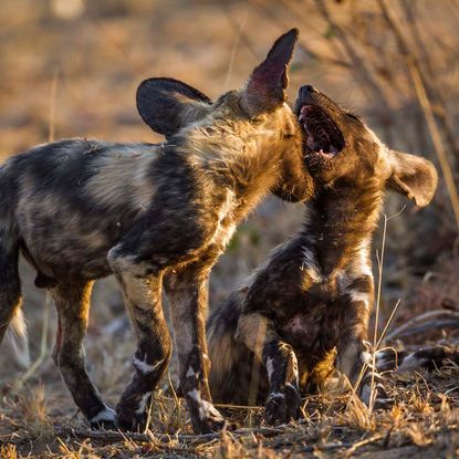 Wild dog pups
