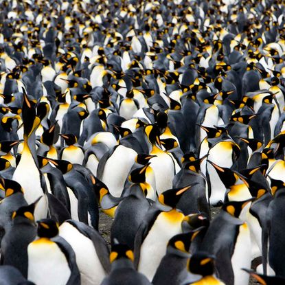 Emperor penguins