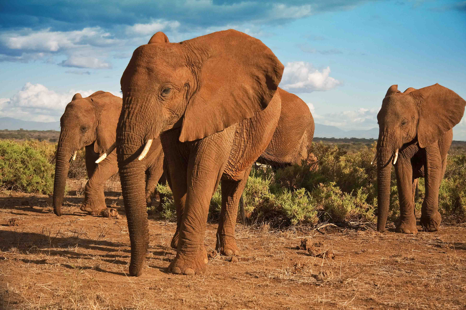 Luxury Safari Camps - Travel Blog - Original Travel