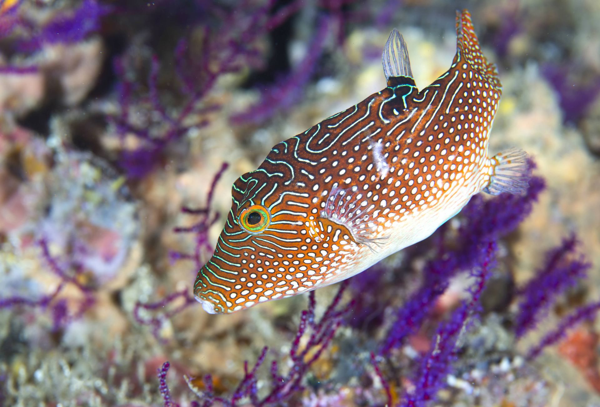 Diving Oman, Oman Original Travel