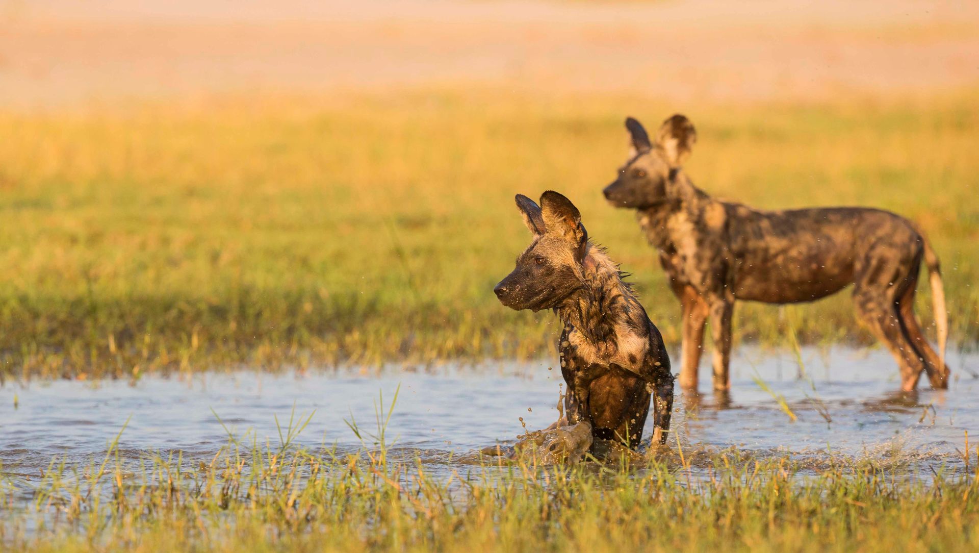 where-to-spot-wild-dog-chinese-year-of-the-dog-original-travel