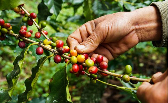 coffee plantation beans bali