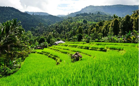 rice field bali