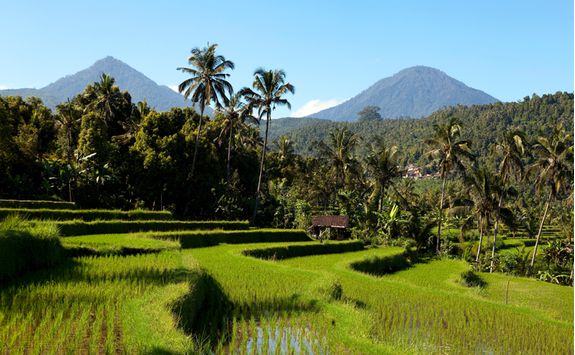 rice paddy field bali
