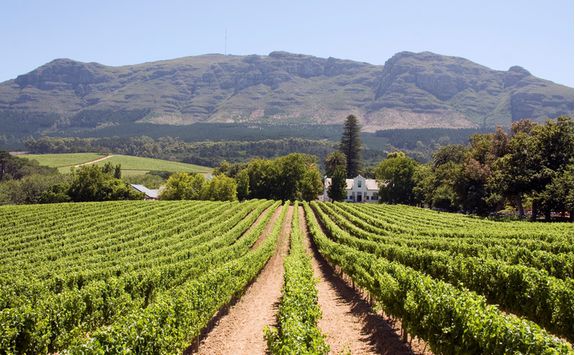 Vineyard View