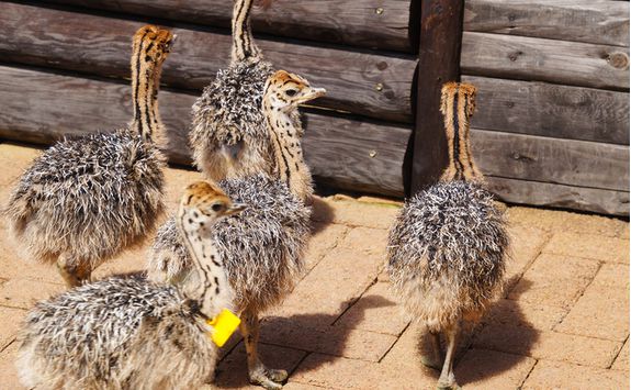 Baby Ostriches